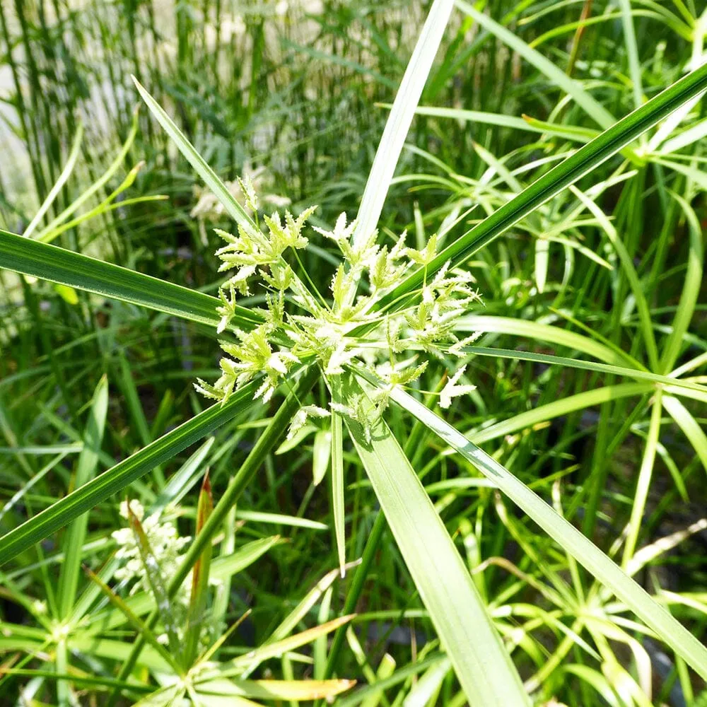 Cyperus Alternifolius Aquatic Pond Plant - Umbrella Grass