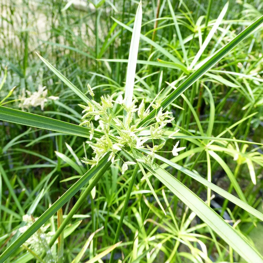 Cyperus Alternifolius Aquatic Pond Plant - Umbrella Grass