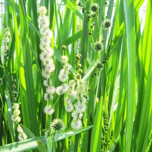 Sparganium Erectum Aquatic Pond Plant - Branched Bur-reed